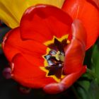 Magnifique tulipe