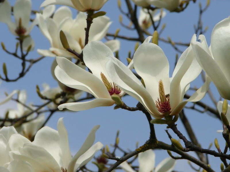 Magnoglia in fiore