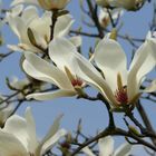 Magnoglia in fiore