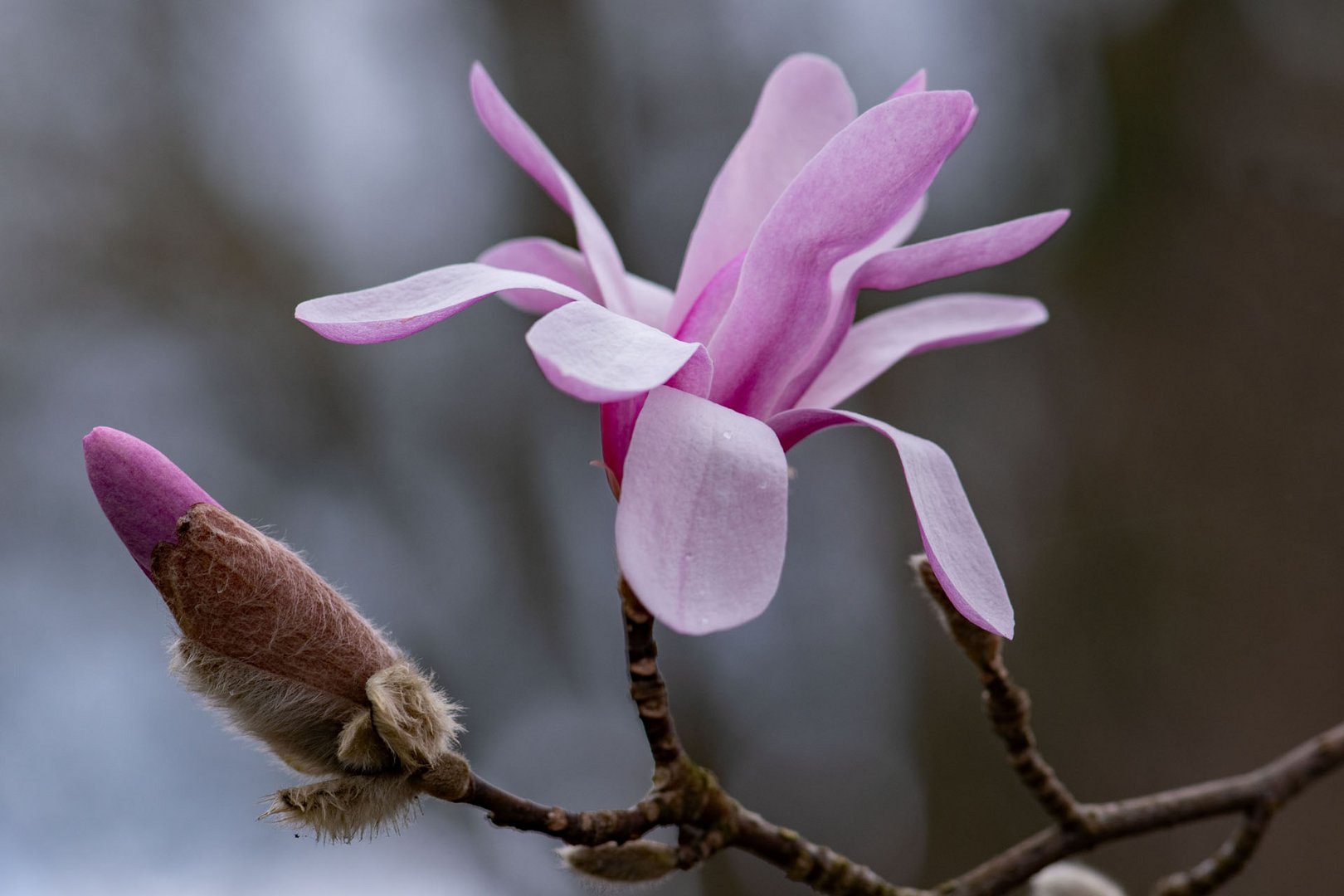 Magnoilie-Blüte