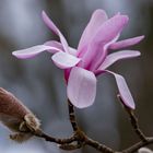 Magnoilie-Blüte