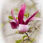 Magnoilienzauber