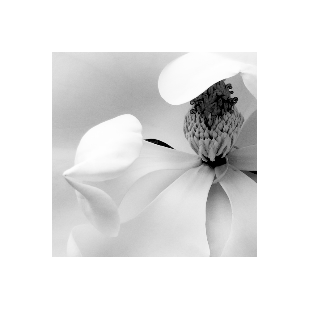 magnolia