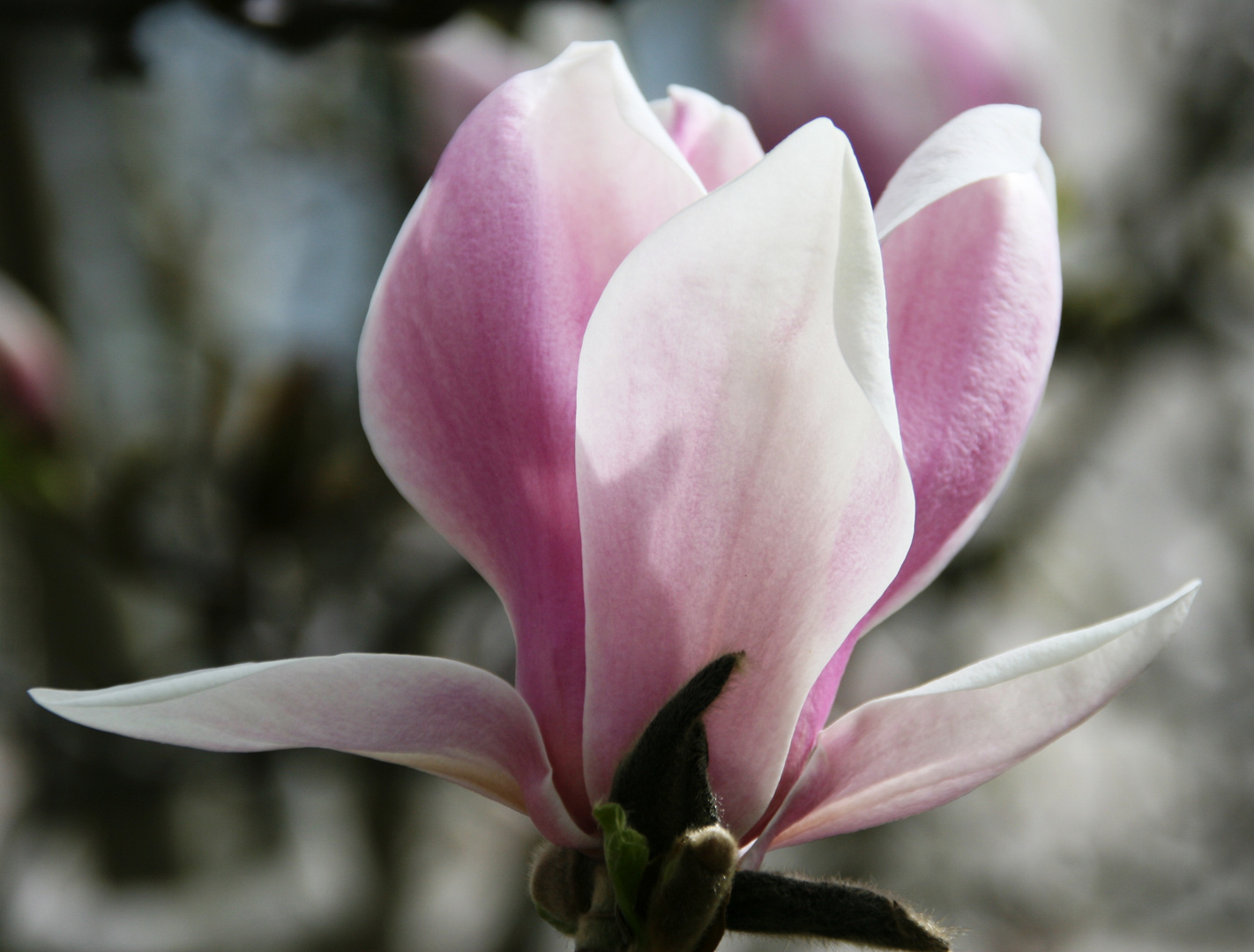 Magnolia 1