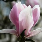 Magnolia 1