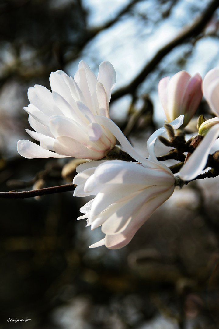 Magnolia 