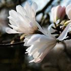 Magnolia 