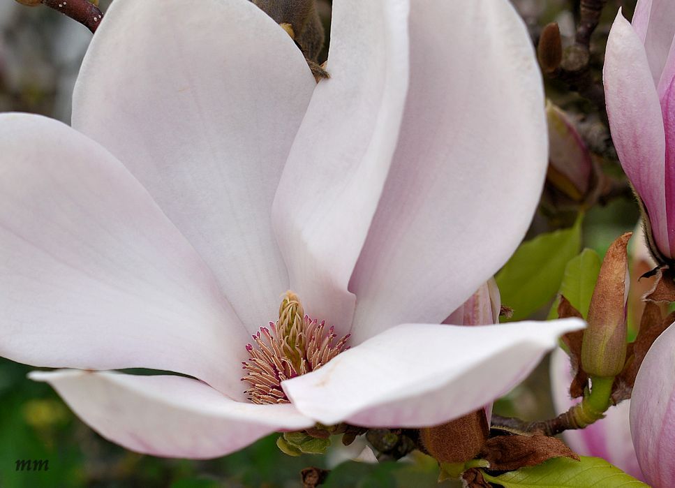 Magnolia