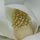 magnolia 2