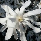 Magnolia