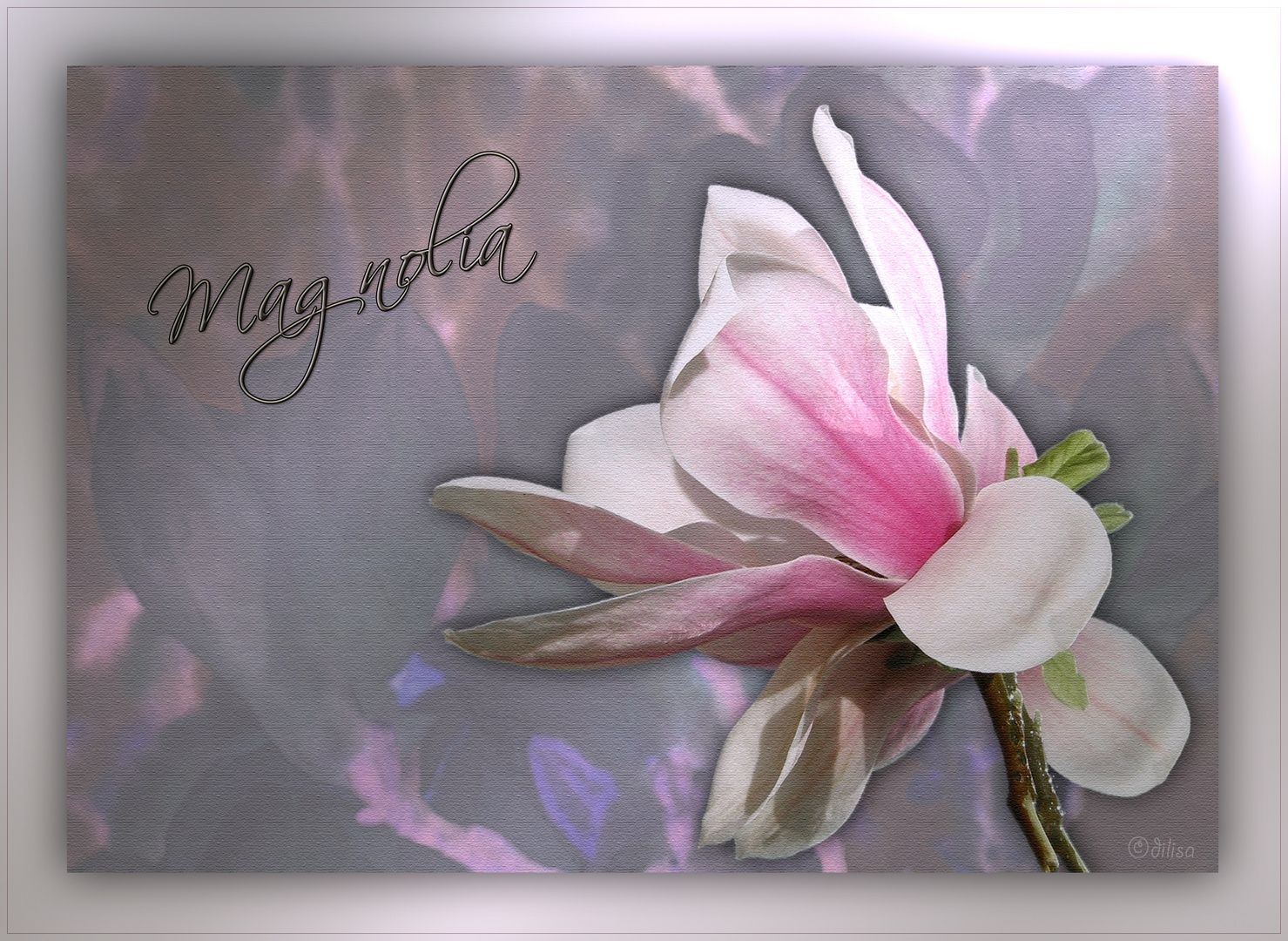 ~ Magnolia ~