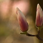 ~ Magnolia ~