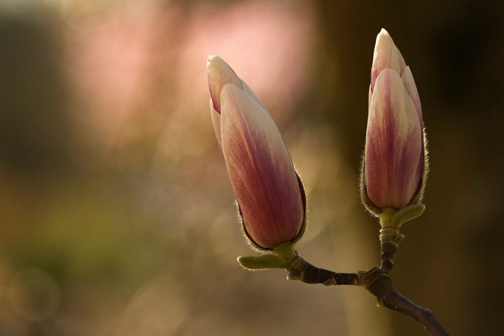 ~ Magnolia ~