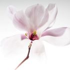 Magnolia