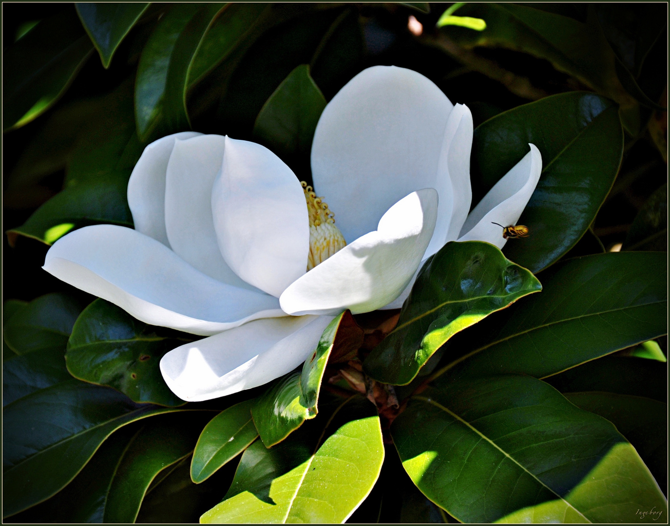 Magnolia