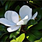 Magnolia