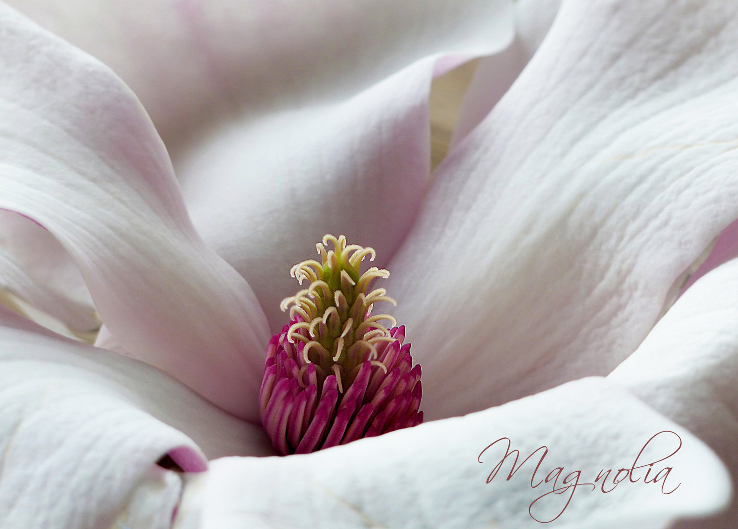 Magnolia