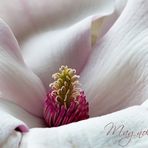 Magnolia