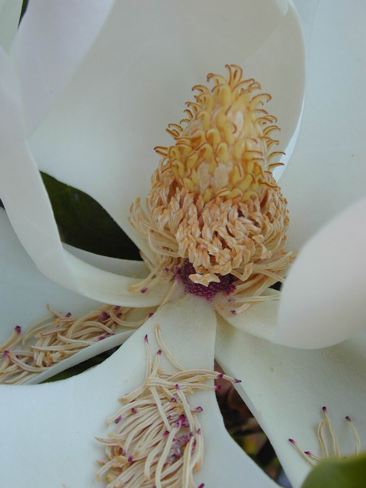 magnolia 3