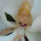 magnolia 3