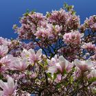 Magnolia - 3