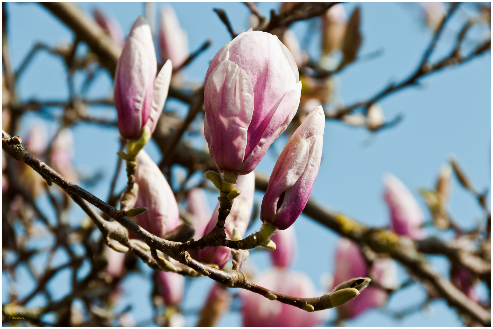 Magnolia Foto & Bild pflanzen, pilze & flechten, bäume, magnolien