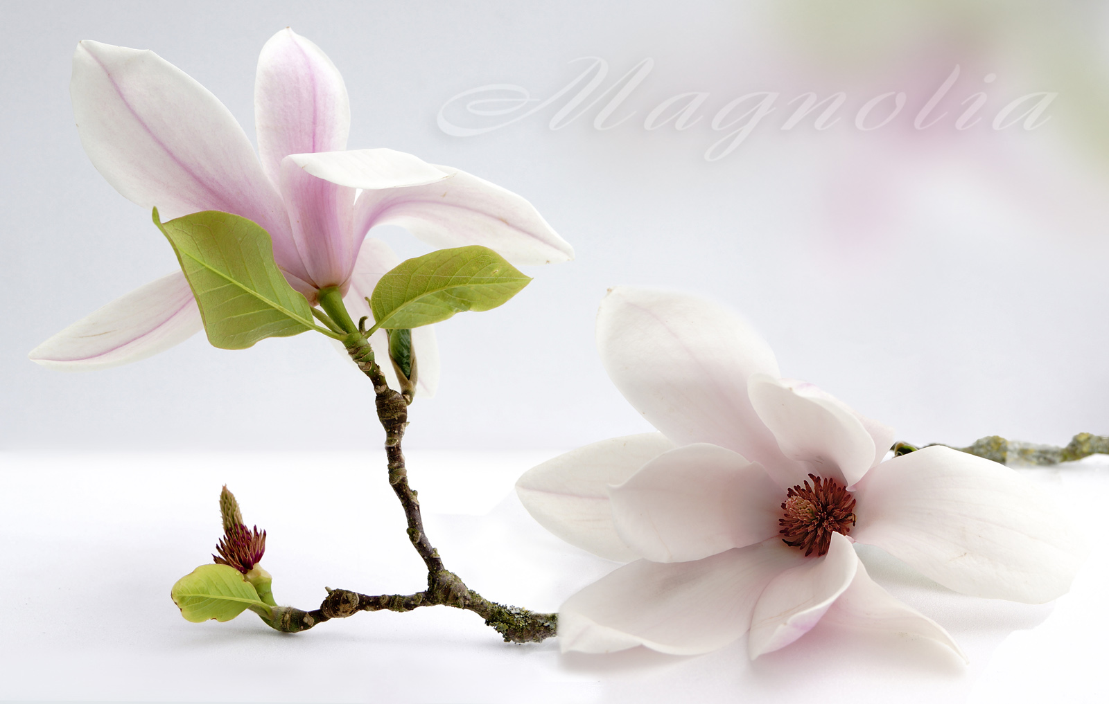 Magnolia