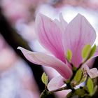 Magnolia