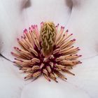 Magnolia