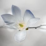 Magnolia 