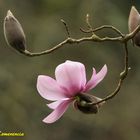 Magnolia