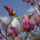 magnolia