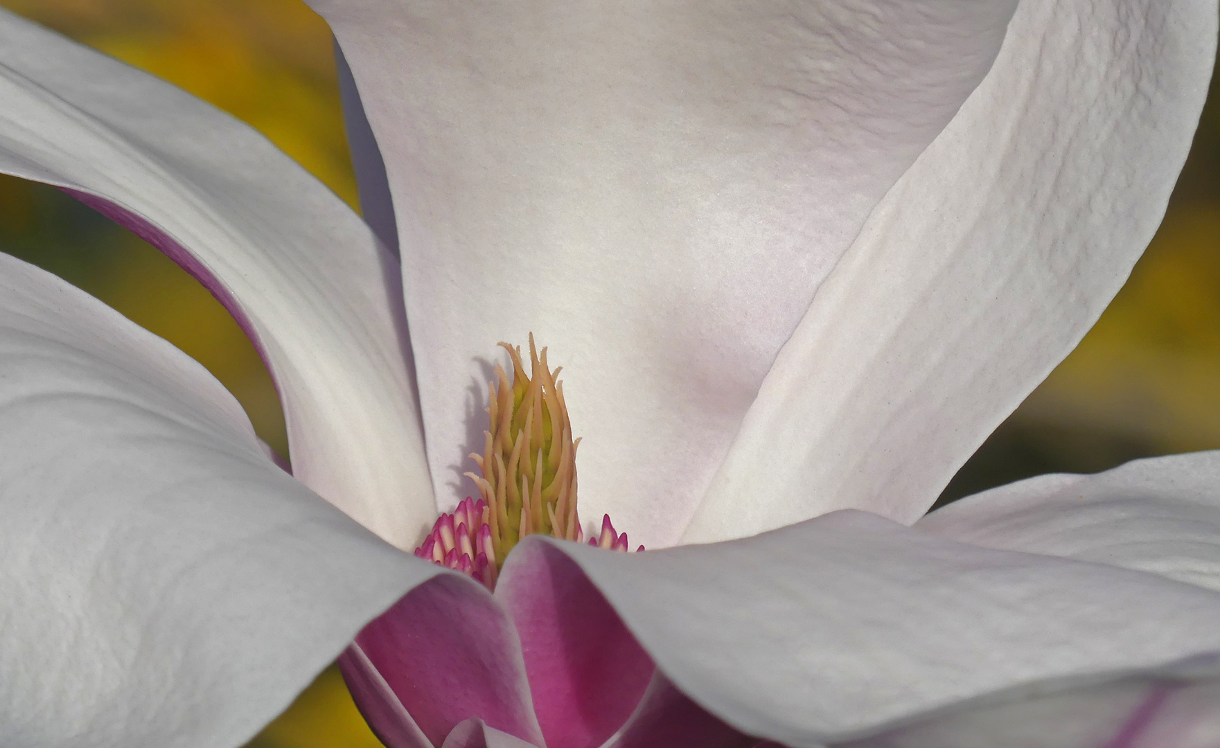 Magnolia