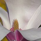 Magnolia