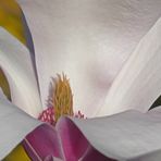 Magnolia