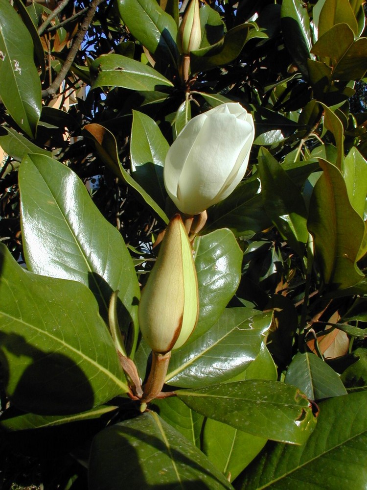 Magnolia