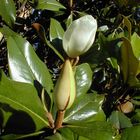 Magnolia