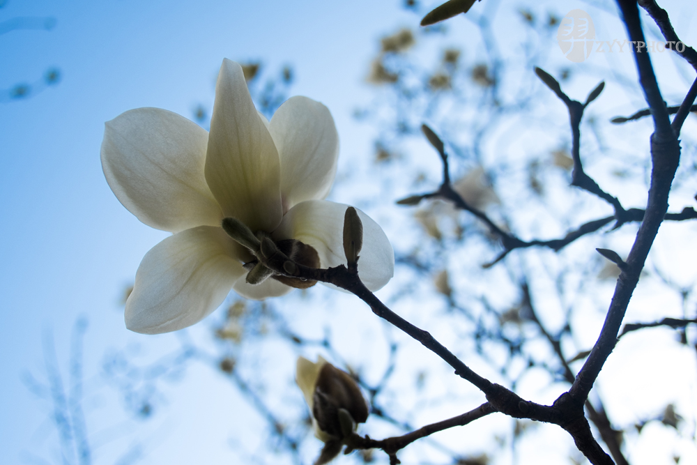 Magnolia