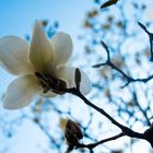 Magnolia