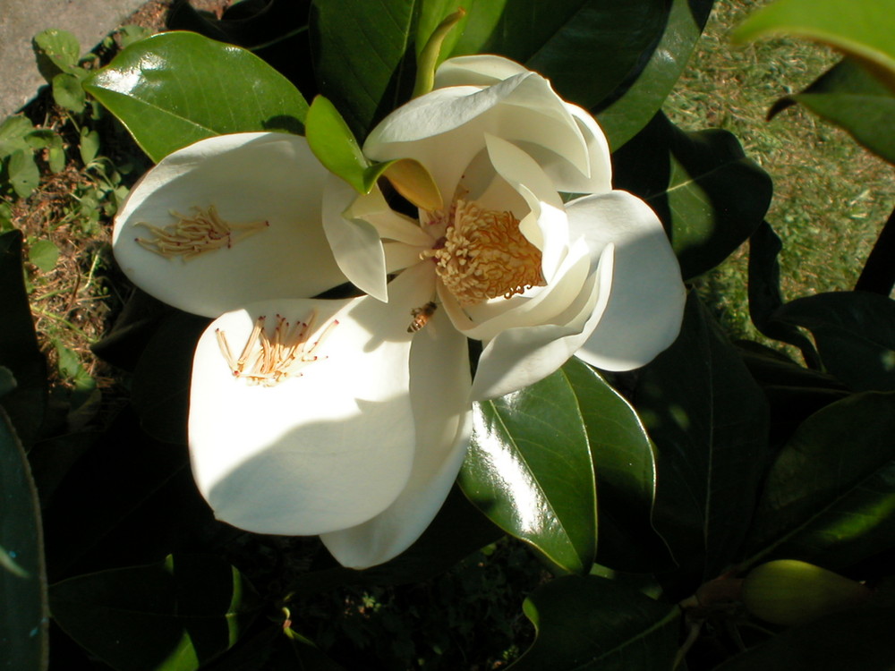 magnolia 5