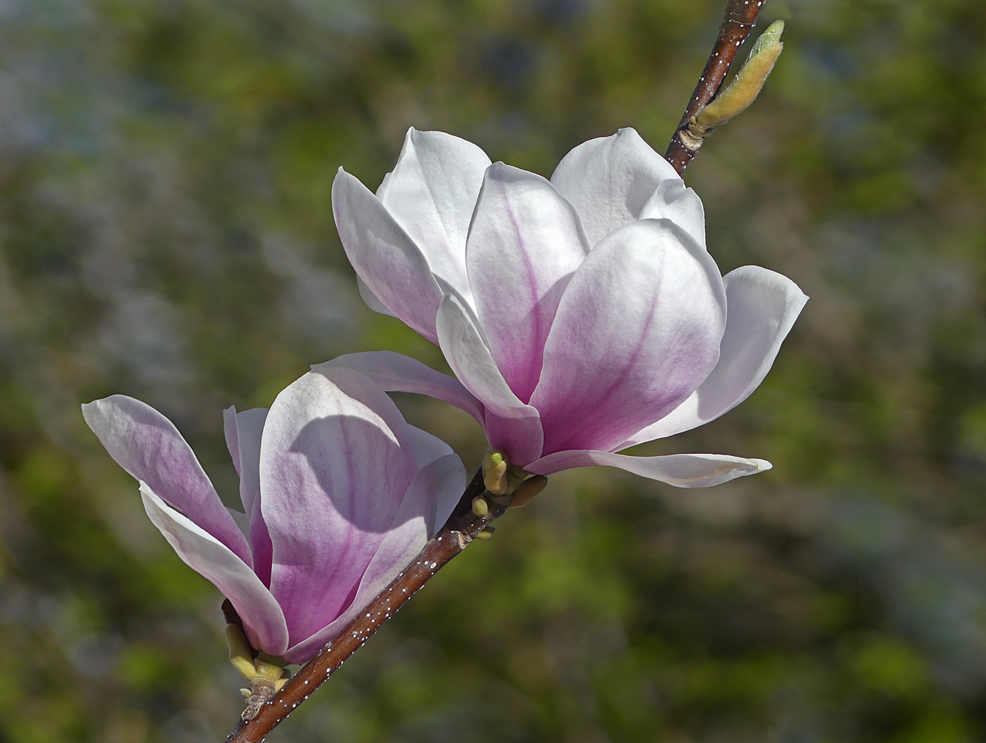 Magnolia