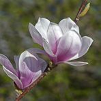 Magnolia