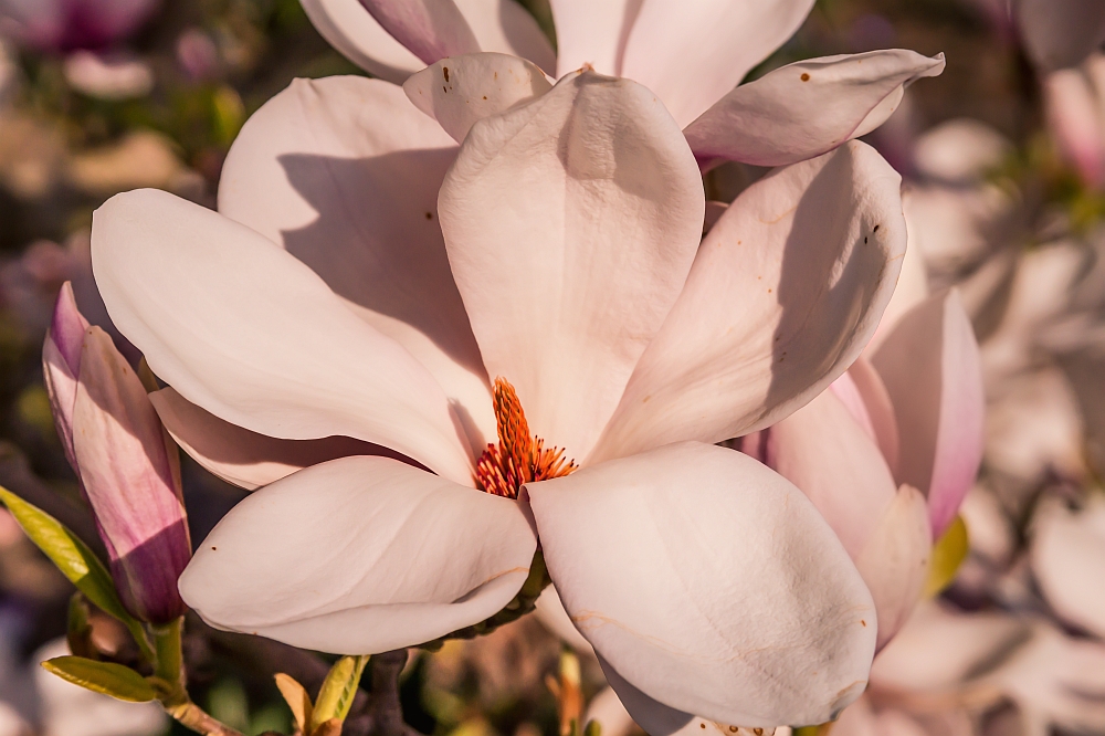 Magnolia