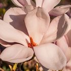 Magnolia