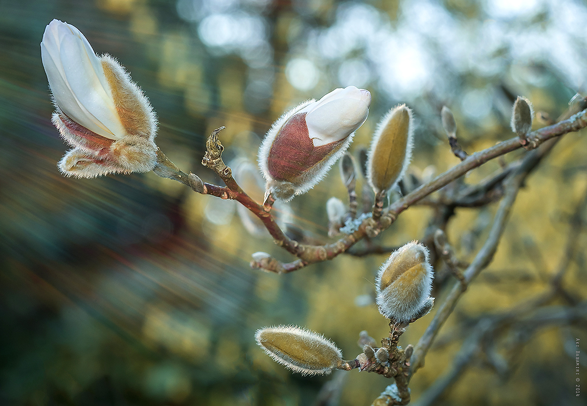 MAGNOLIA