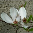 *Magnolia*