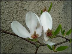 *Magnolia*