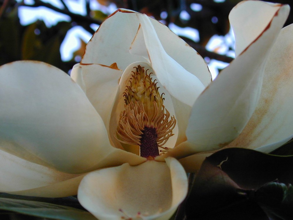 magnolia 6