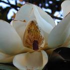 magnolia 6