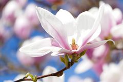  Magnolia
